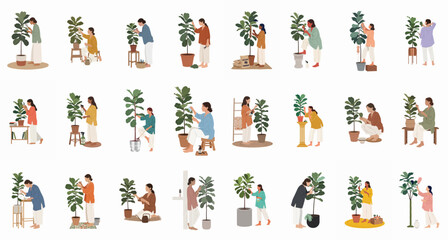 Obraz premium Flat illustration collection of diverse women caring for fiddle leaf fig indoor plants, performing various maintenance tasks like watering, pruning, and cleaning.