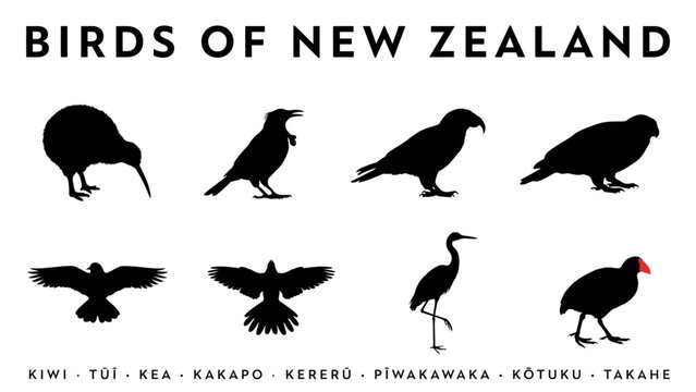 Black and white vector illustration of iconic new zealand birds Vector