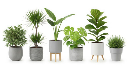 Fototapeta premium A beautiful collection of diverse potted indoor plants, showcasing various green foliage types and modern planter designs for home and office decoration.