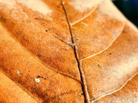 Macro Shot of Dry Autumn Leaf Texture and Veins Detail