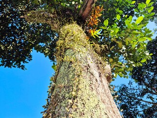 Fototapeta premium A dynamic low-angle, looking-up perspective of a massive tropical tree trunk.