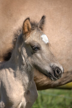Bay Dun Icelandic Foal with White Star Close-Up Portrait