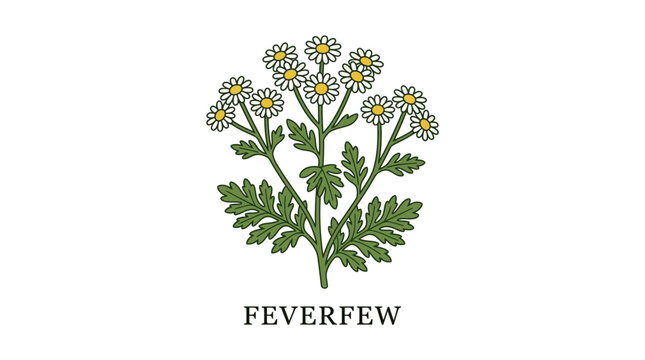 Elegant botanical illustration showcasing the distinctive leaves and cheerful white blooms of a feverfew plant, representing natural remedies and wellness