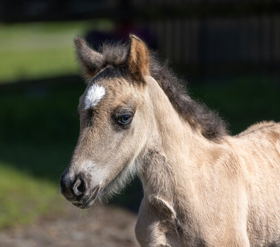 Bay Dun Icelandic Foal with White Star Close-Up Portrait