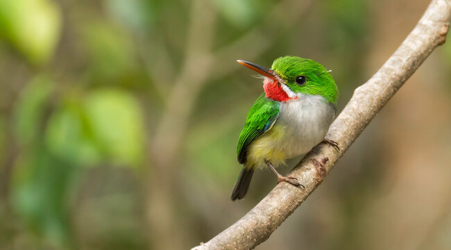 The Vibrant Tody- Puerto Rican Tody