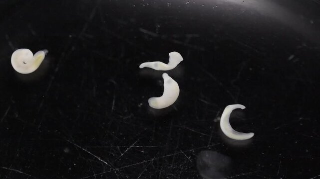 Clinostomum spp. are freshwater flukes with a worldwide distribution and a complex life cycle involving multiple hosts, including snails (intermediate hosts), fish or amphibians (secondary intermediat