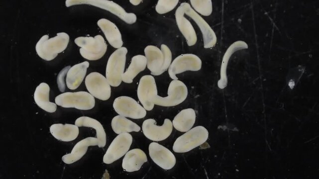 Clinostomum spp. are freshwater flukes with a worldwide distribution and a complex life cycle involving multiple hosts, including snails (intermediate hosts), fish or amphibians (secondary intermediat