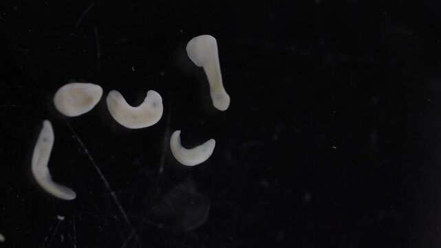 Clinostomum spp. are freshwater flukes with a worldwide distribution and a complex life cycle involving multiple hosts, including snails (intermediate hosts), fish or amphibians (secondary intermediat