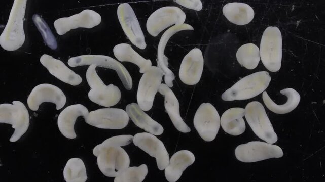 Clinostomum spp. are freshwater flukes with a worldwide distribution and a complex life cycle involving multiple hosts, including snails (intermediate hosts), fish or amphibians (secondary intermediat