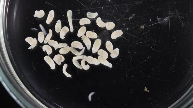 Clinostomum spp. are freshwater flukes with a worldwide distribution and a complex life cycle involving multiple hosts, including snails (intermediate hosts), fish or amphibians (secondary intermediat