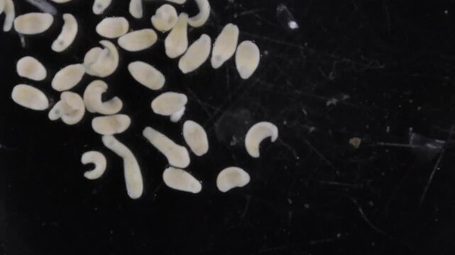 Clinostomum spp. are freshwater flukes with a worldwide distribution and a complex life cycle involving multiple hosts, including snails (intermediate hosts), fish or amphibians (secondary intermediat