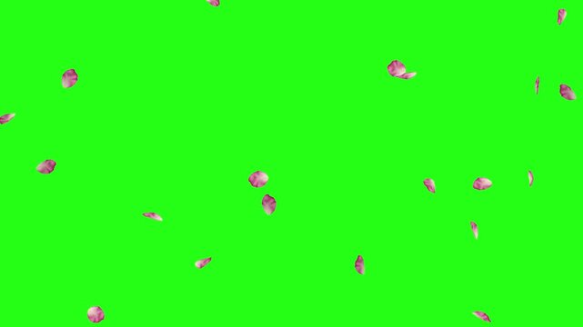 Blooming Flower Petals Falling on Green Screen | Floral Overlay Chroma Key Animation | 4K