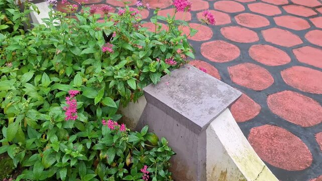 Beautiful black butterfly fluttering on pink flowers in a lush green garden next to a patterned red stone pathway, Black butterfly feeding on blooming pink flowers with green foliage