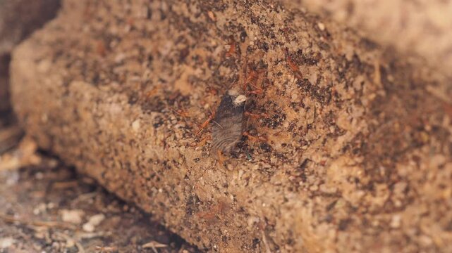 Group of red ants working together to carry a dead caterpillar, moving from left to right on the ground.