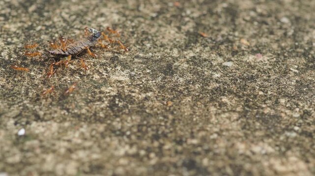 Group of red ants working together to carry a dead caterpillar, moving from left to right on the ground.