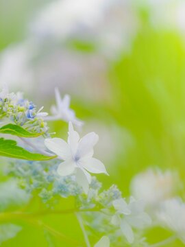 白い花のクローズアップ。美しいガクアジサイの装飾花と両性花（真花）。爽やかな色合い。梅雨から初夏の公園や花壇を彩るアジサイのある風景。縦構図