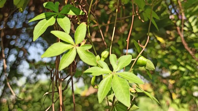 Elegant Ipomoea cairica leaves displaying fresh green foliage and natural tropical vine beauty in an outdoor environment.