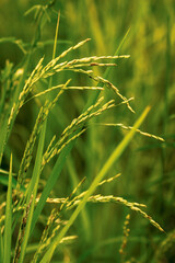 Fototapeta premium Lush green rice stalks growing in a paddy field. Concept of agriculture, organic food production, and natural farming.