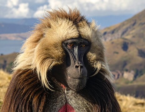 Close-up of a primate with a distinctive mane-like fur around its face, looking towards the viewer with a serene expression