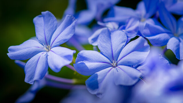 Plumbago auriculata flowers blooming vibrant blue petals