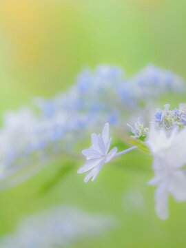 白い花のクローズアップ。美しいガクアジサイの装飾花と両性花（真花）。爽やかな色合い。梅雨から初夏の公園や花壇を彩るアジサイのある風景。縦構図