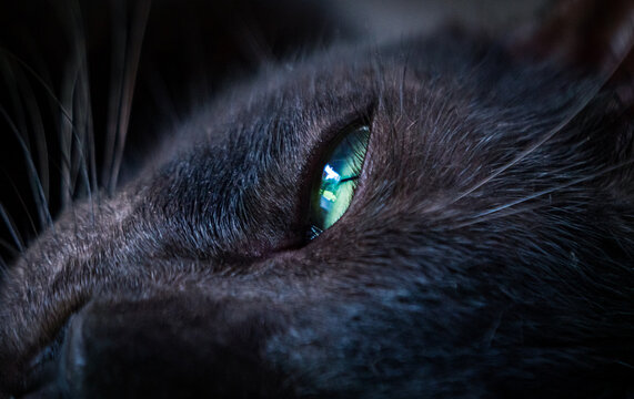 Close-up of black cats eye reflecting light.