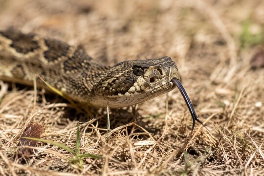 A venomous snake slithering through dry grass, its forked tongue flicking.