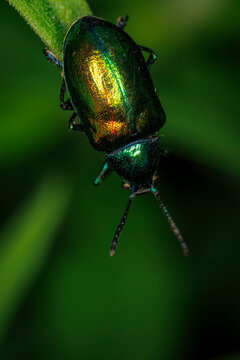 Stunning iridescent metallic dogbane beetle Chrysochus auratus crawling downward on a green plant stem macro close up view
