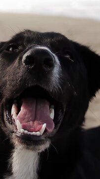 Playful Black Canine Waiting On Sand Beach Looking At Camera - 4K Vertical