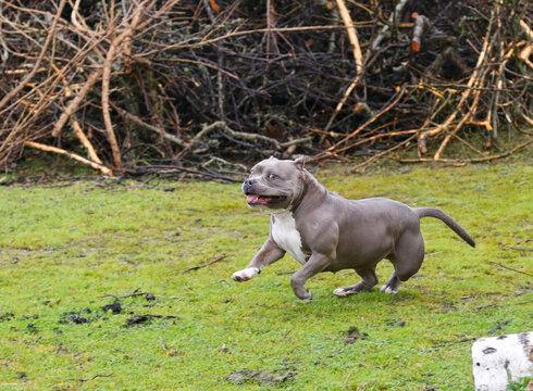 Happy gray pitbull running and playing