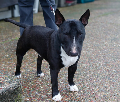Black miniature bull terrier posing on the pebbles
