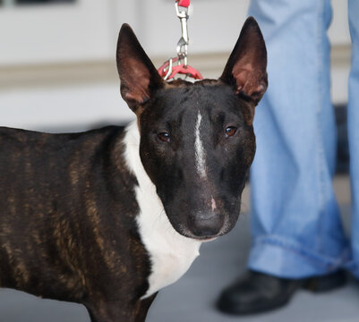 Dark brindle mini bull terrier looking into the camera