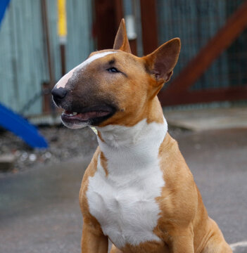 Natural outdoor portrait of a red and white mini bull terrier