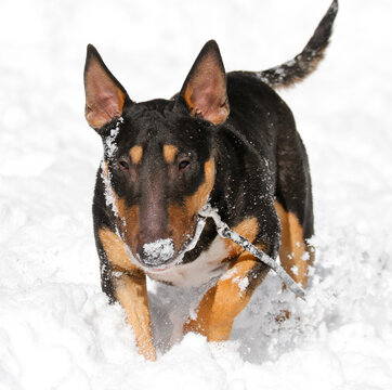 A mini bull terrier enjoys a fun day playing in the snow