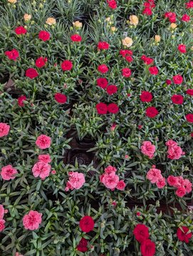 Different varieties of roses on a green grass background. Beautiful roses blooming in the garden. Natural floral background.