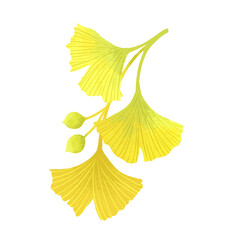 Yellow Ginkgo Branch with Leaves and Seeds Illustration © HikariN