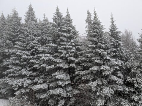 The mountain slopes are covered in snow&mdash;a white road, snow-laden fir trees; a beautiful winter in the mountains. Canada, Ontario.
