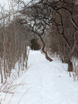 Snowy winter landscape with a footpath in the middle of the forest 