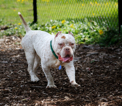 A white and freckled pitbull dog playing in a yard