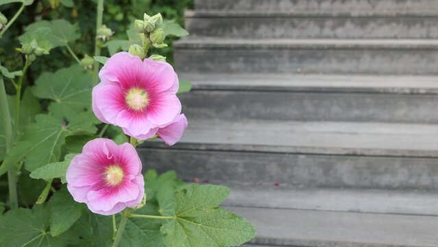 Pink Hollyhock Flowers Beside Outdoor Stone Steps