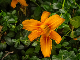 Fototapeta premium Vibrant orange daylily flower Hemerocallis fulva blooming amidst lush green ivy foliage in a garden macro close up view