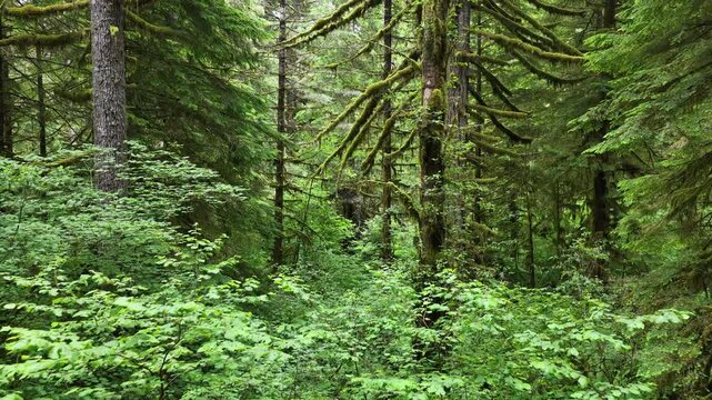 A lush, picturesque forest thrives in Oregon where large trees and rainfall are plentiful. The scenic Pacific Northwest is known for it vast expanses of forest, mountains, and rivers.