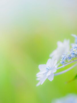 白い花のクローズアップ。美しいガクアジサイの装飾花と両性花（真花）。爽やかな色合い。梅雨から初夏の公園や花壇を彩るアジサイのある風景。縦構図