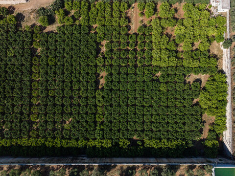 Aerial view of an olive grove with rows of trees in Fasano, Apulia, Italy.