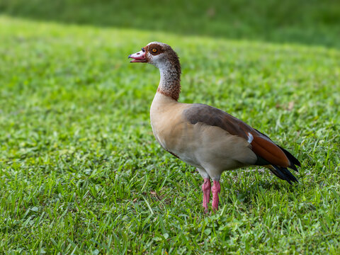 Egyptian goose in the grass