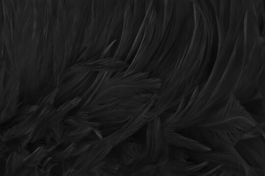 Beautiful black grey bird feathers pattern texture background.