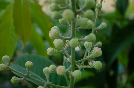 Close-Up of Green Flower Buds and Lush Leaves in Natural Spring Growth