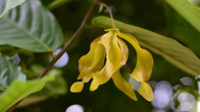 The yellow flower of Chinese Desmos flower in a garden.(Desmos chinensis Lour.) Sometimes known as dwarf ylang-ylang flower