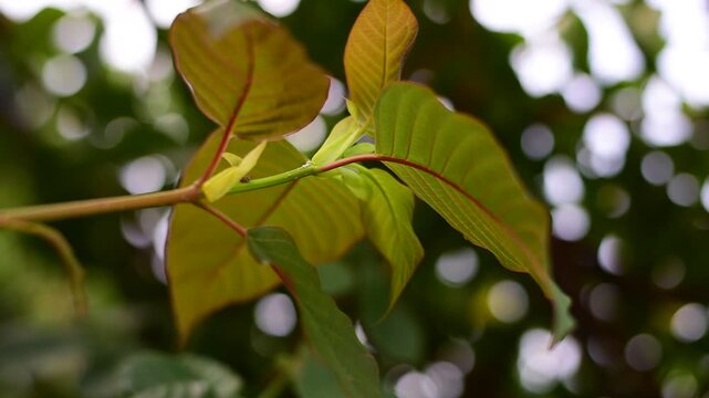 Red Vein Kratom tips,  Mitragyna speciosa, Red Vein Kratom leaves, The leaf is green and has a red tip, which gives it a unique and interesting appearance