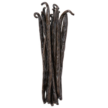 A bunch of dried aromatic organic vanilla bean pods standing upright on isolated background